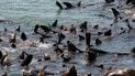 Больные морские львы в Калифорнии: людей предупредили об опасности. Фото: Brocken Inaglory/CC BY-SA 4.0