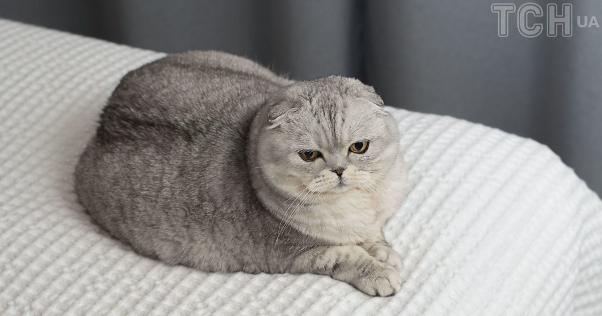 Як довго кішки не забувають своїх господарів, жорстоке поводження та інші речі: нюанси котячої пам'яті