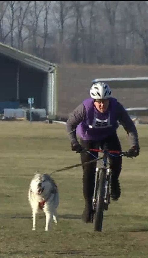 Из-за нехватки снега в Харькове собак вместо саней впрягли в велосипеды