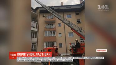 Рятувальники визволили з пастки ластівку, що зачепилася за піддашшя