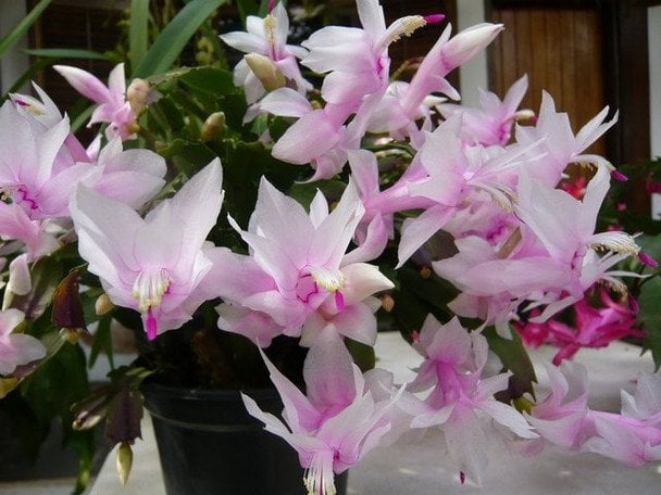 Шлюмбергера