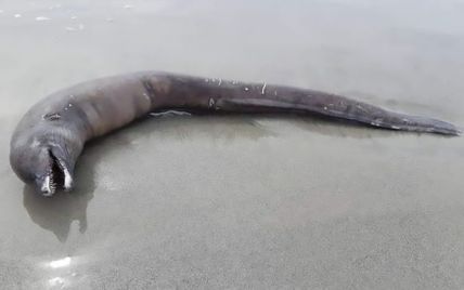 С длинным телом и острыми зубами: в Мексике нашли странное существо на побережье