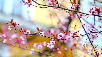 Квітуче дерево