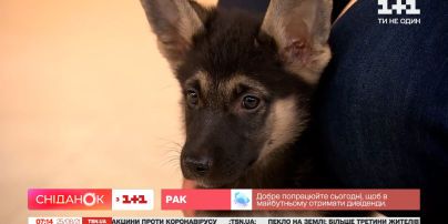 Цуценята Вольт і Дейзі шукають дім