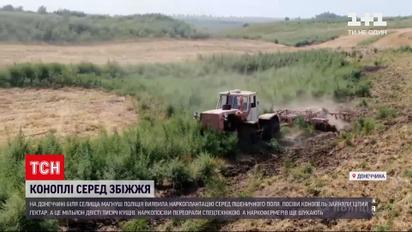 Новини України: у Донецькій області поліція знищила гектар посівів конопель посеред поля
