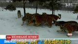 Тигры поймали дрон, который смотрители использовали для их тренировок