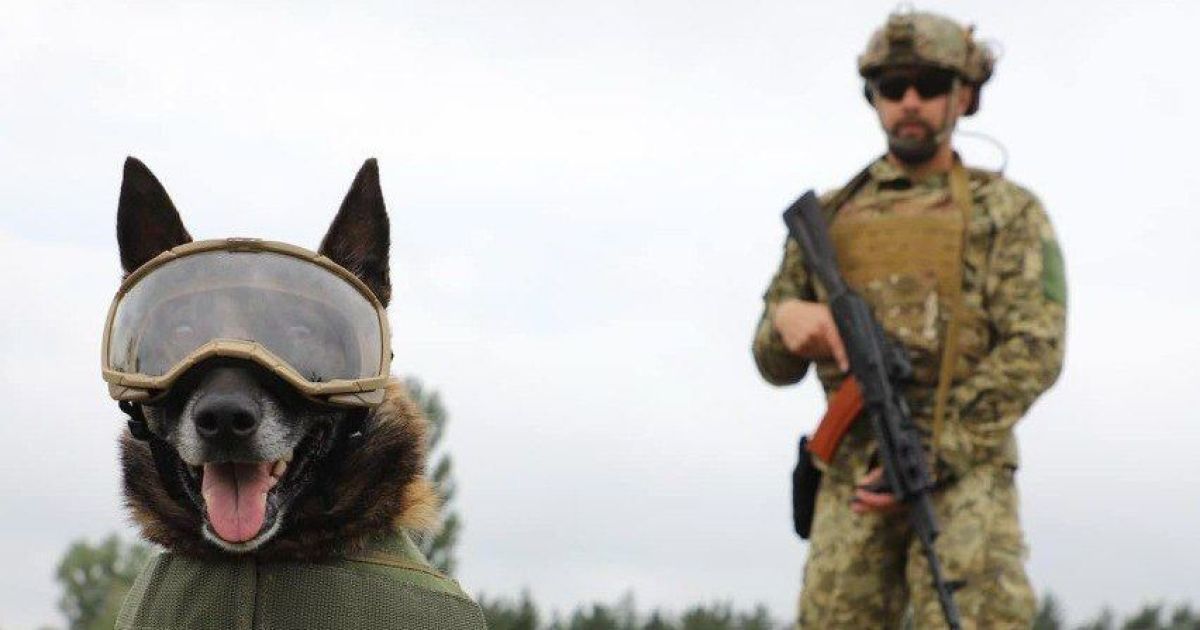 В Україні формують загони "бронесобак": стала відома мета
