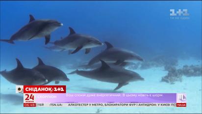 Ульяна Супрун: польза дельфинотерапии очень сомнительна
