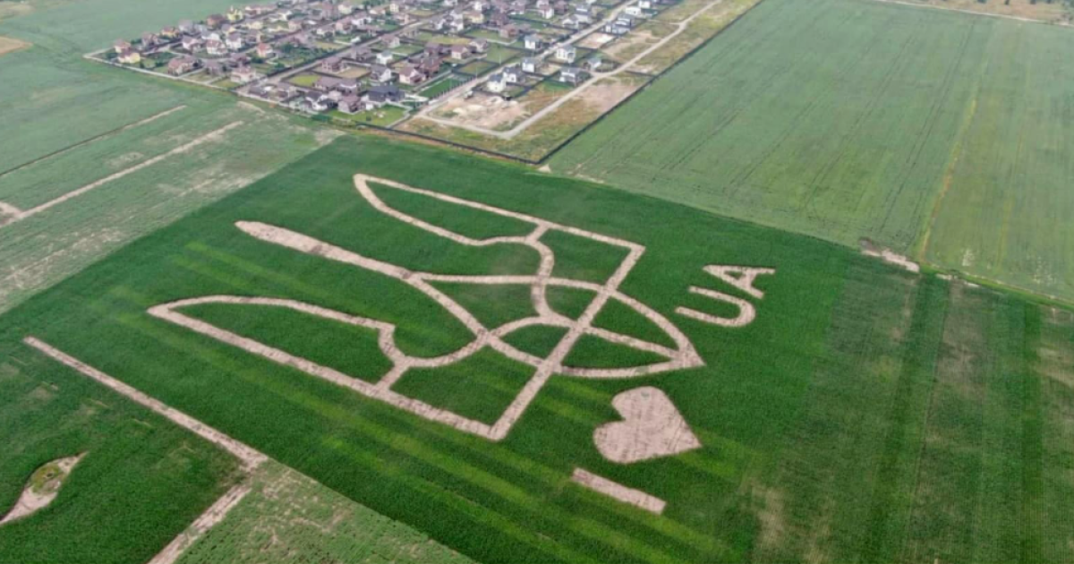 На полі під Києвом аграрії висіяли величезний герб України (фото)