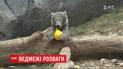 Грайлива малеча: у віденському зоопарку підростає біле ведмежа Фінья
