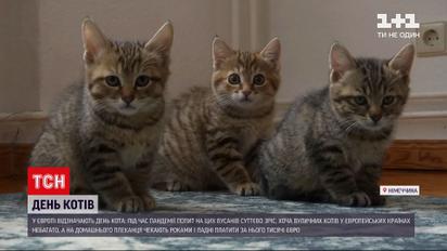 Новости мира: почему в Европе даже беспородных кошек из приюта не отдают бесплатно