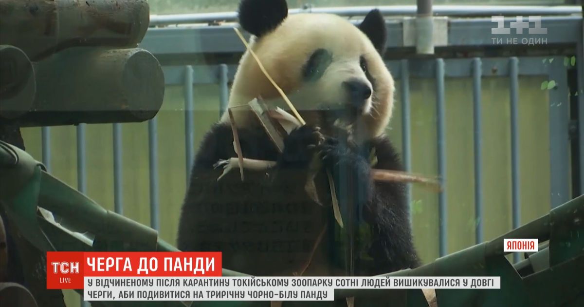 В Токийском зоопарке сотни посетителей пришли посмотреть на панду