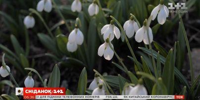 Чому не варто купувати підсніжники та інші первоцвіти — пряме включення