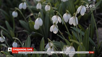 Чому не варто купувати підсніжники та інші первоцвіти — пряме включення
