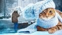 Січневі морози