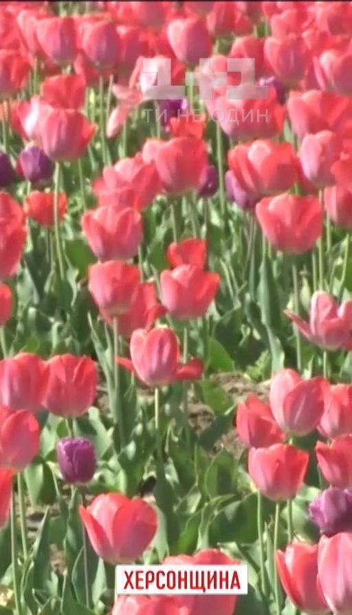 На Херсонщине зацвел гектар тюльпанов