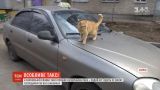У Харківський службі таксі рудий кіт "возить" пасажирів