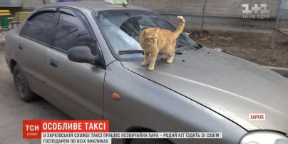 У Харківський службі таксі рудий кіт "возить" пасажирів