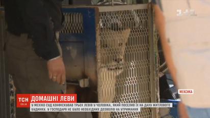У Мехіко суд конфіскував левів у чоловіка, який поселив їх на даху будинку