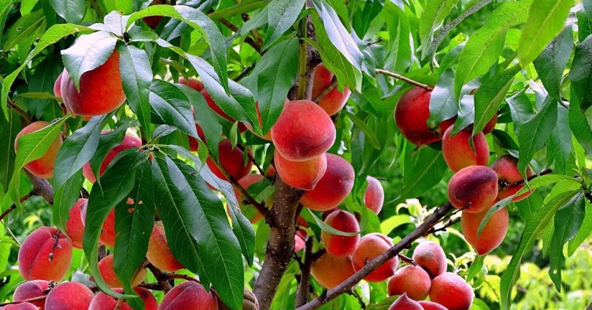 Как посадить персик