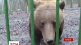 Ведмідь навіщував Румунії швидке закінчення зими