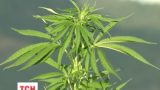 У Чилі відкрили велетенську ферму марихуани