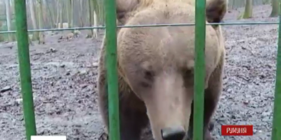 Румынский медведь-прорицатель предсказал скорый конец зимы