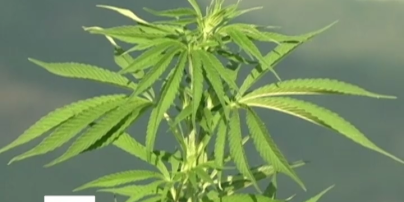 Крупнейшая в мире ферма марихуаны появилась в Чили