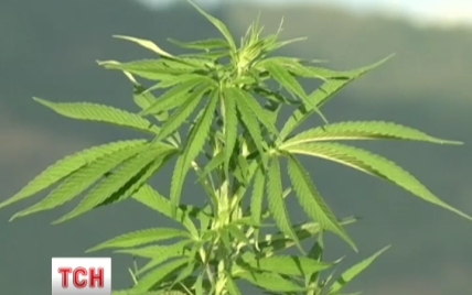 Крупнейшая в мире ферма марихуаны появилась в Чили