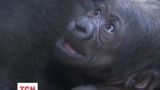 Посетители франкфуртского зоопарка получили возможность увидеть младенца гориллы