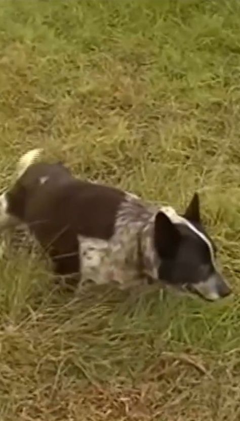 В Австралии старый пес помог выжить 3-летнему ребенку, который заблудился