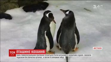 В Сиднее однополая пара пингвинов готовится стать родителями