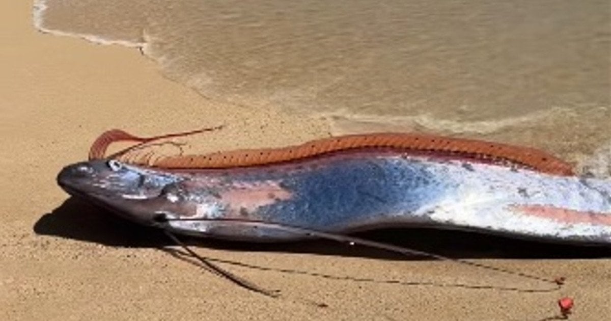 Веслориба або "риба Судного дня"