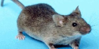Вченим вдалося перетворили мишу на безжального зомбі-вбивцю