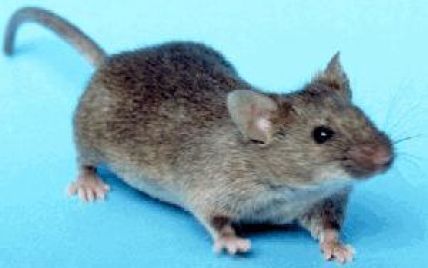 Вченим вдалося перетворили мишу на безжального зомбі-вбивцю