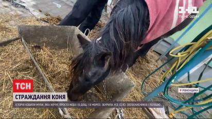 Семейная драма: почему кобыла из села Ровенской области вынуждена ночевать под открытым небом