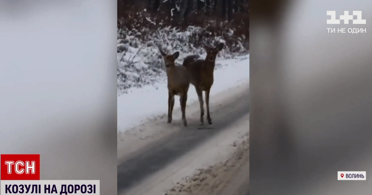 Выбежали из леса на дорогу поесть соли: возле Луцка сняли на камеру косуль (видео)