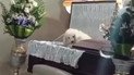 Собака на похоронах хозяина