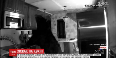 Чорний ведмідь влаштував безлад у будинку 95-річної громадянки Канади