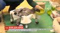 На ферме в американском городе Верона приютили курицу, которая родилась с вывихнутой лапой