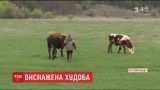 На Житомирщине 73-летняя хозяйка заморила голодом своих коров