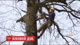 Вековой дуб на Полтавщине разрушает хозяйство местных