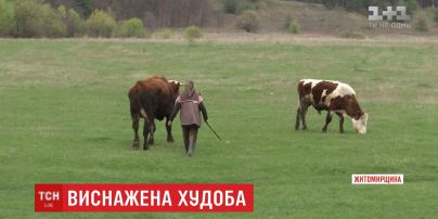 На Житомирщині 73-річна господиня заморила голодом своїх корів