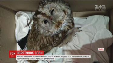 У Львові чоловік врятував травмовану сову, яку ледь не переїхали авто