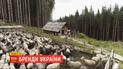 "Бренды Украины": как карпатская брындзя получила статус "географического указания"