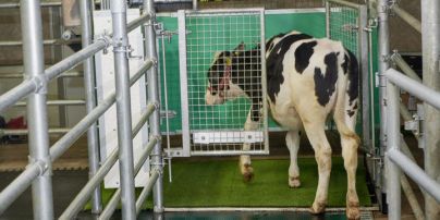Немецких коров приучили пользоваться туалетом: это должно уменьшить выбросы парниковых газов
