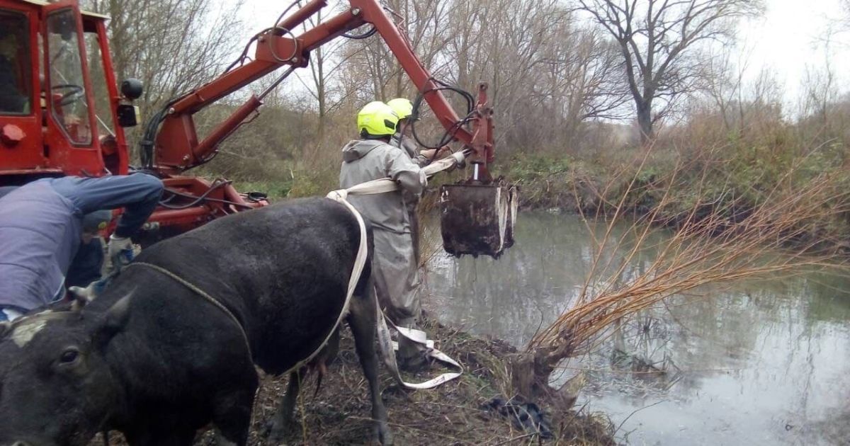 В Ровненской области спасатели доставали корову из водоема экскаватором: фото