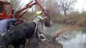 У Рівненській області корова впала до водойми: її діставали екскаватором (фото)