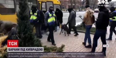 Перед КГГА полиция ловила баранов | Новости Киева