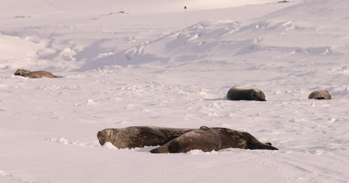 Фото: Оксана Савенко/facebook.com/AntarcticCenter